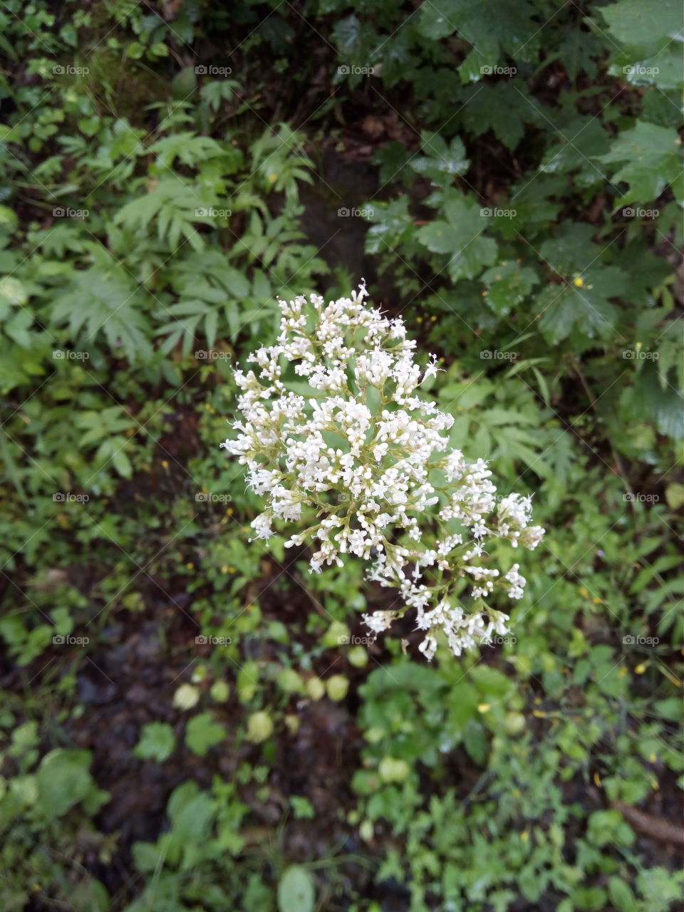 Schwarzwald in Bad Wildbad