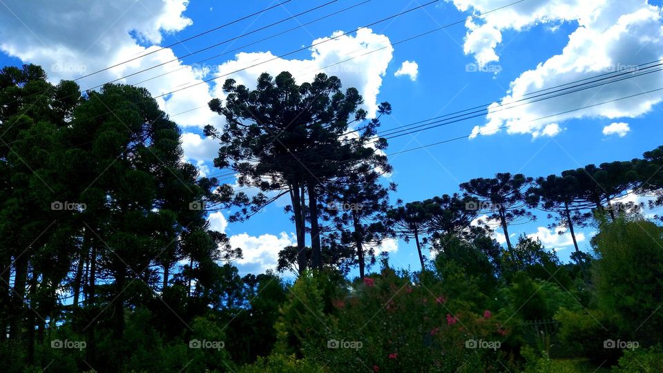 Lindas araucarias, árvores típicas do sul do Brasil.