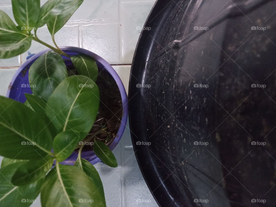 A plant near a bucket