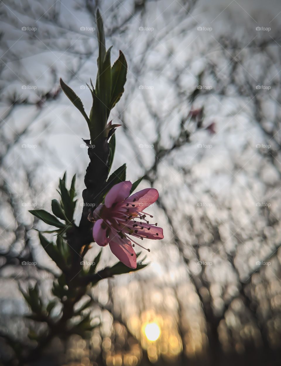 fruit blossom at dusk