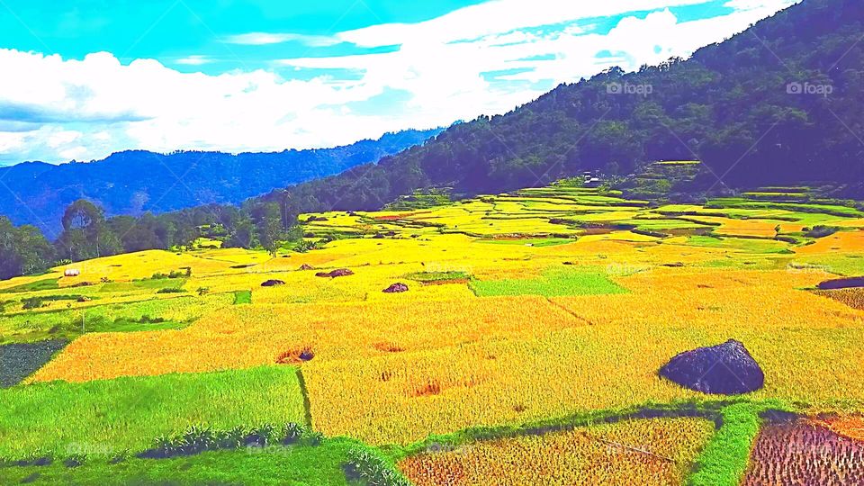 RiceFields-yellow rice indicates ready to harvest.