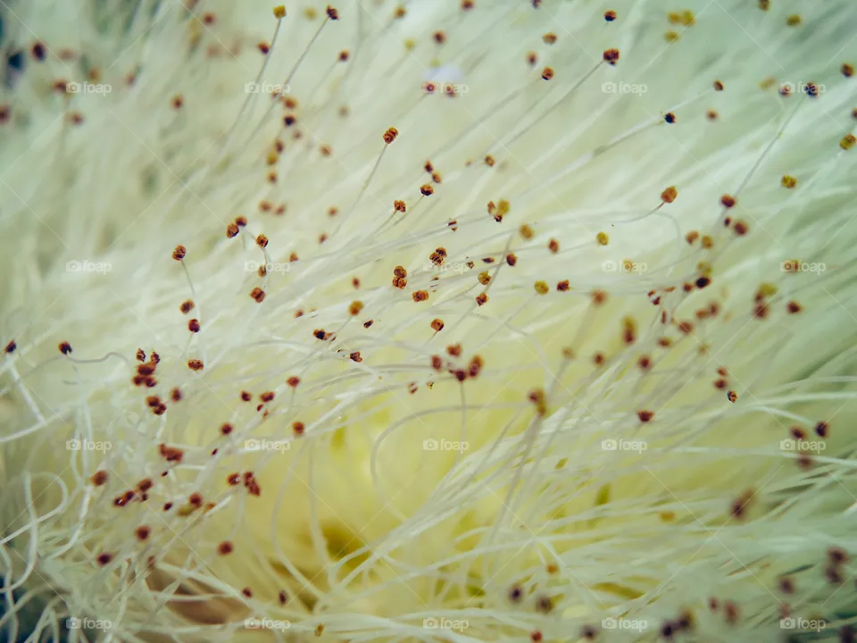fine flower pollen