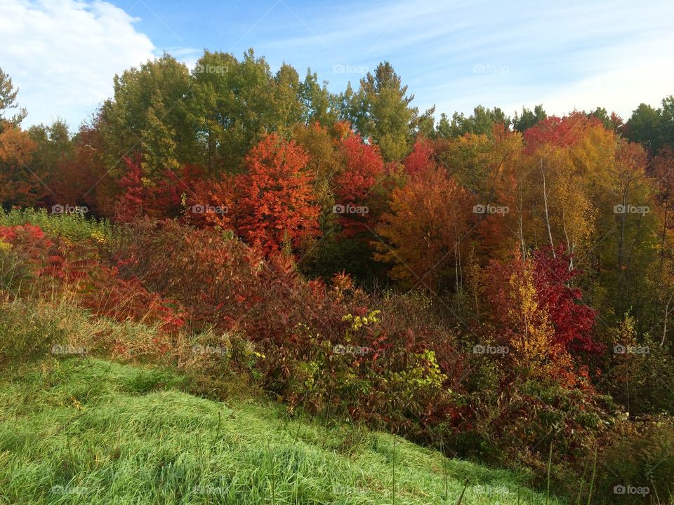 autumn fall sean . fall foliage colors forest woods Canada north