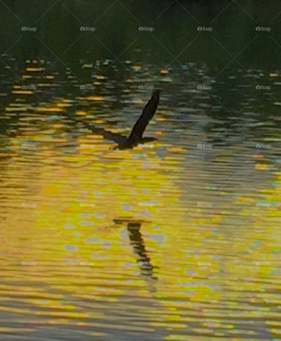 Birds in flight sunset