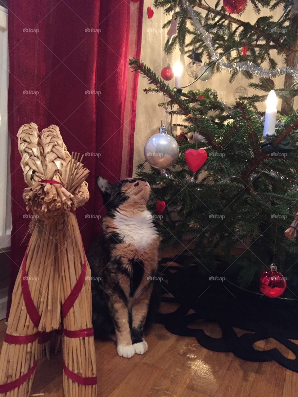 Cat and Christmas tree