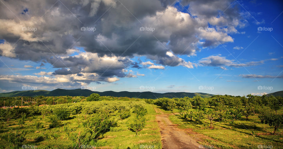 High angle view of an orchard farm