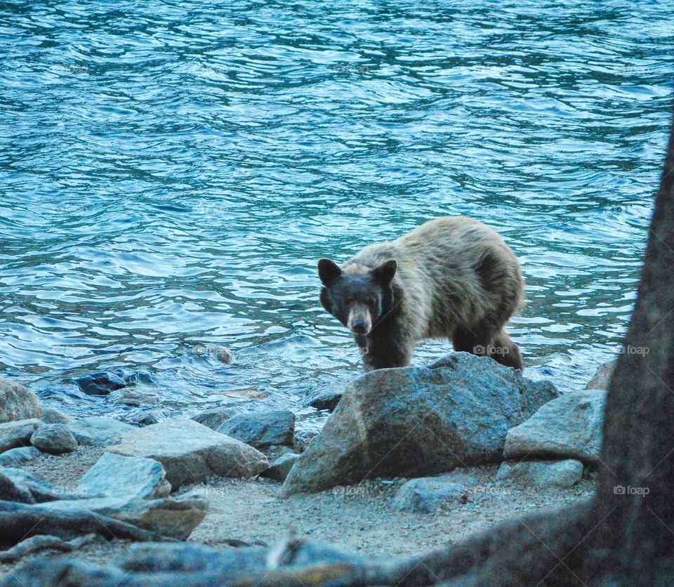 Bear hunting for food at the sides of the lake