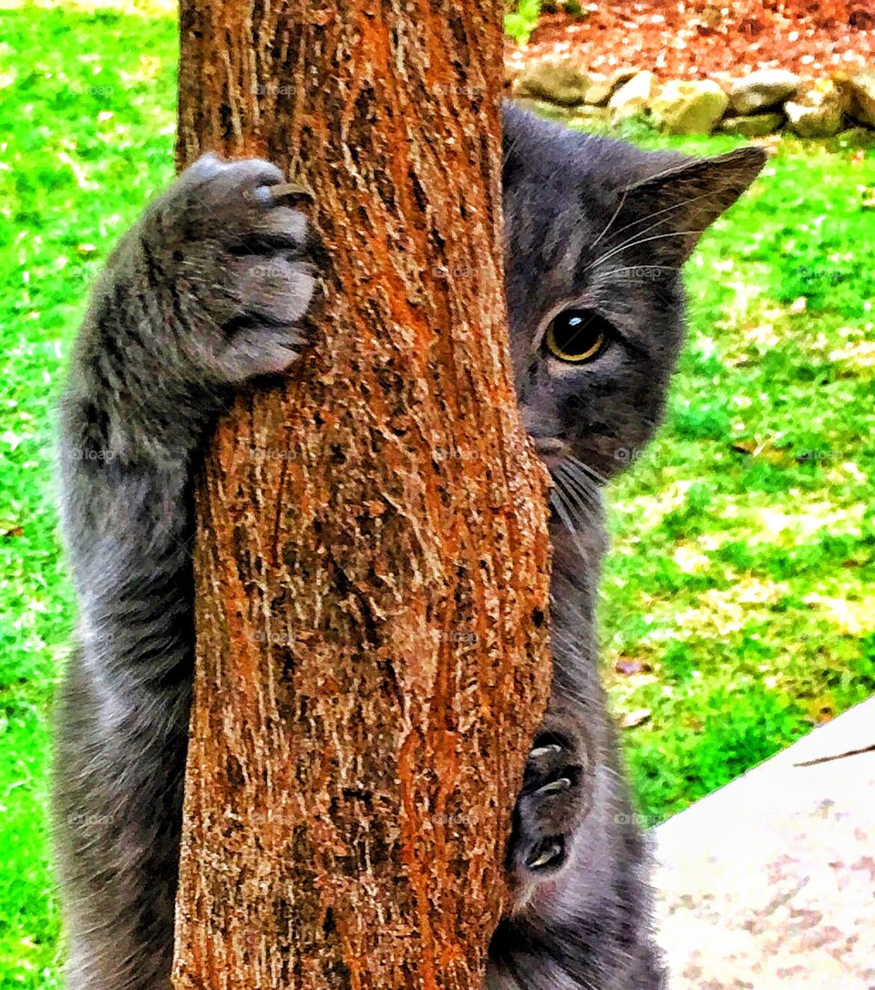 Cat climbing a tree