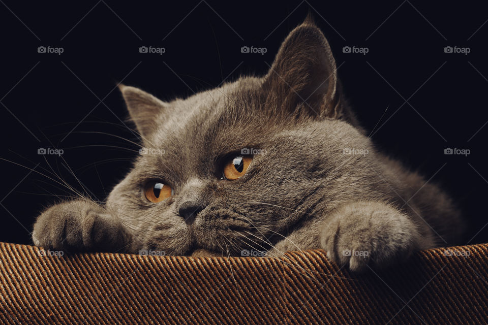 Scottish Straight cat with big orange eyes,  close up portrait