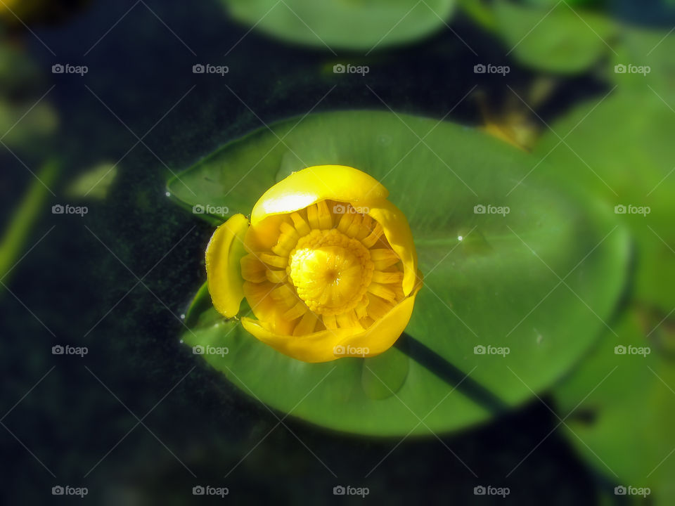 Water lily 