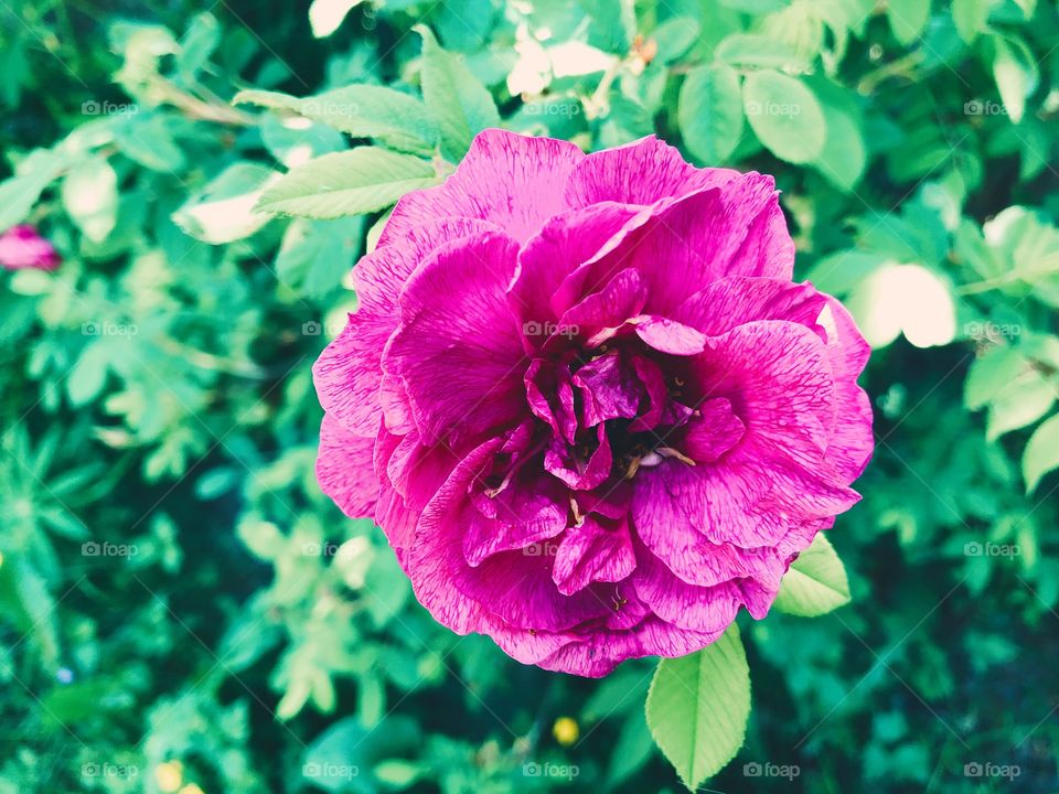 Closeup of beauty flower