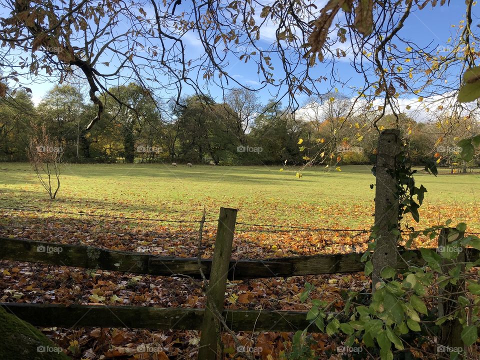 A glorious moment of autumn wonder today in the countryside of Bovey Tracey, UK