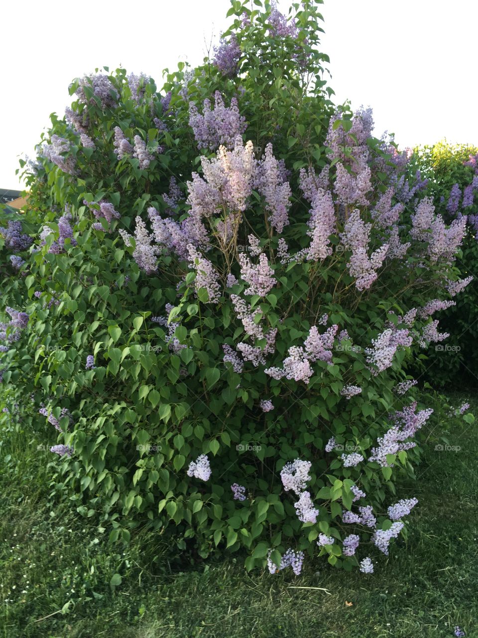 the lilac blossomed