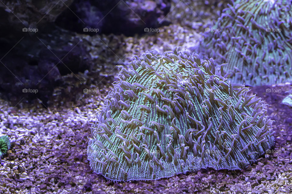 Colorful corals under the sea in Thailand.
