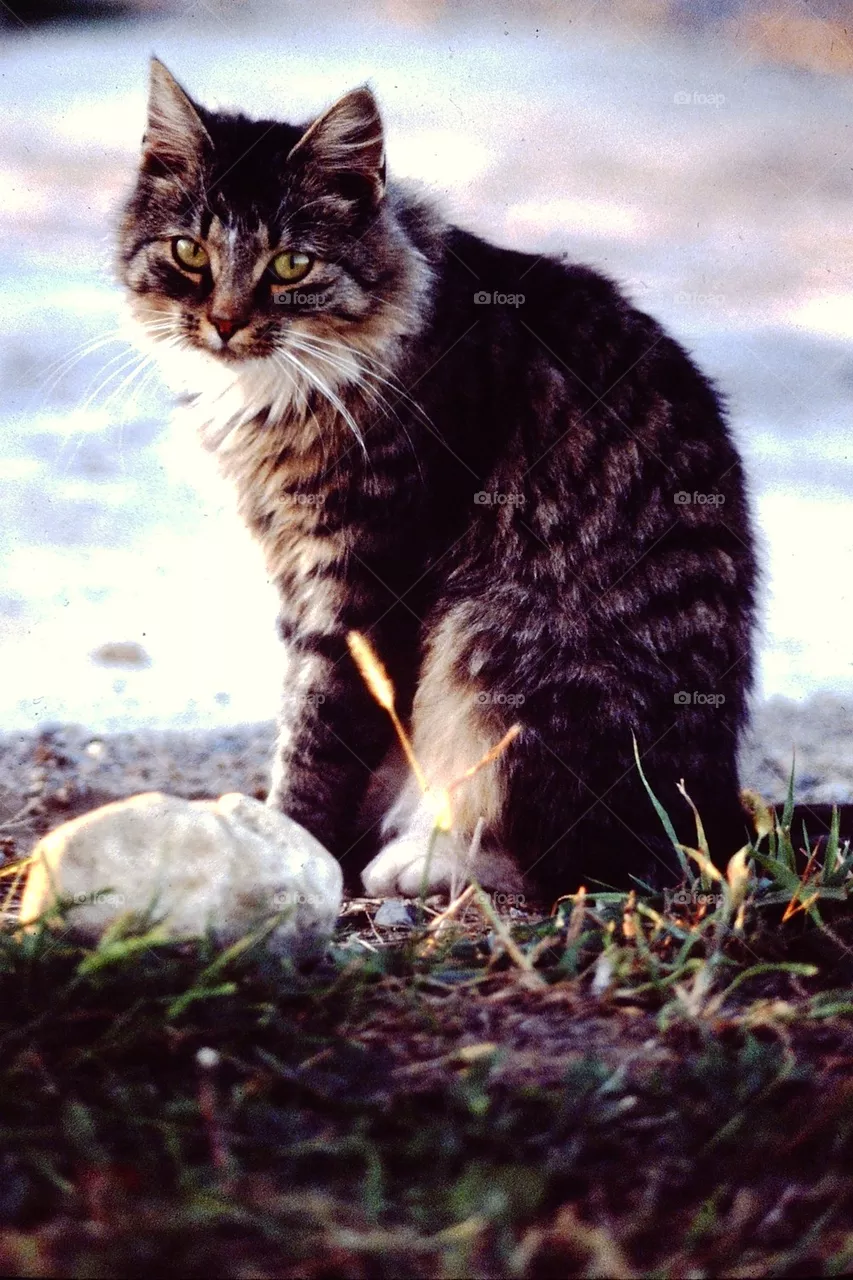 Kitty