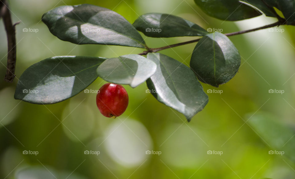 A Berry on a background of green