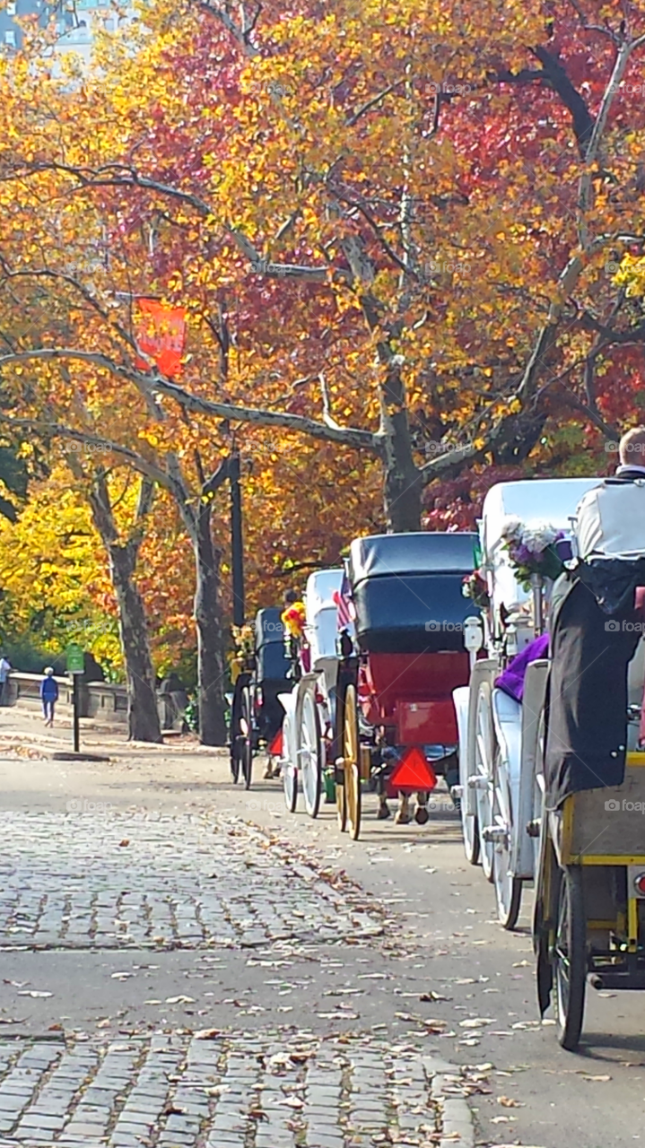 Central Park Horse and Carriages in Fall