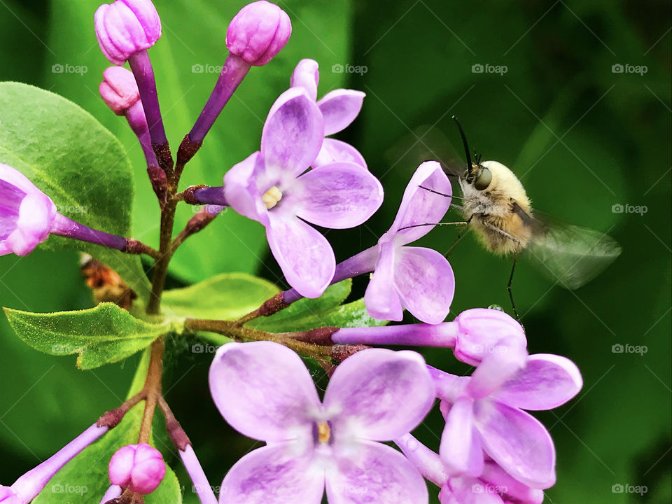 Spring fly bombylius major flying over the lilac flowers after the rain 