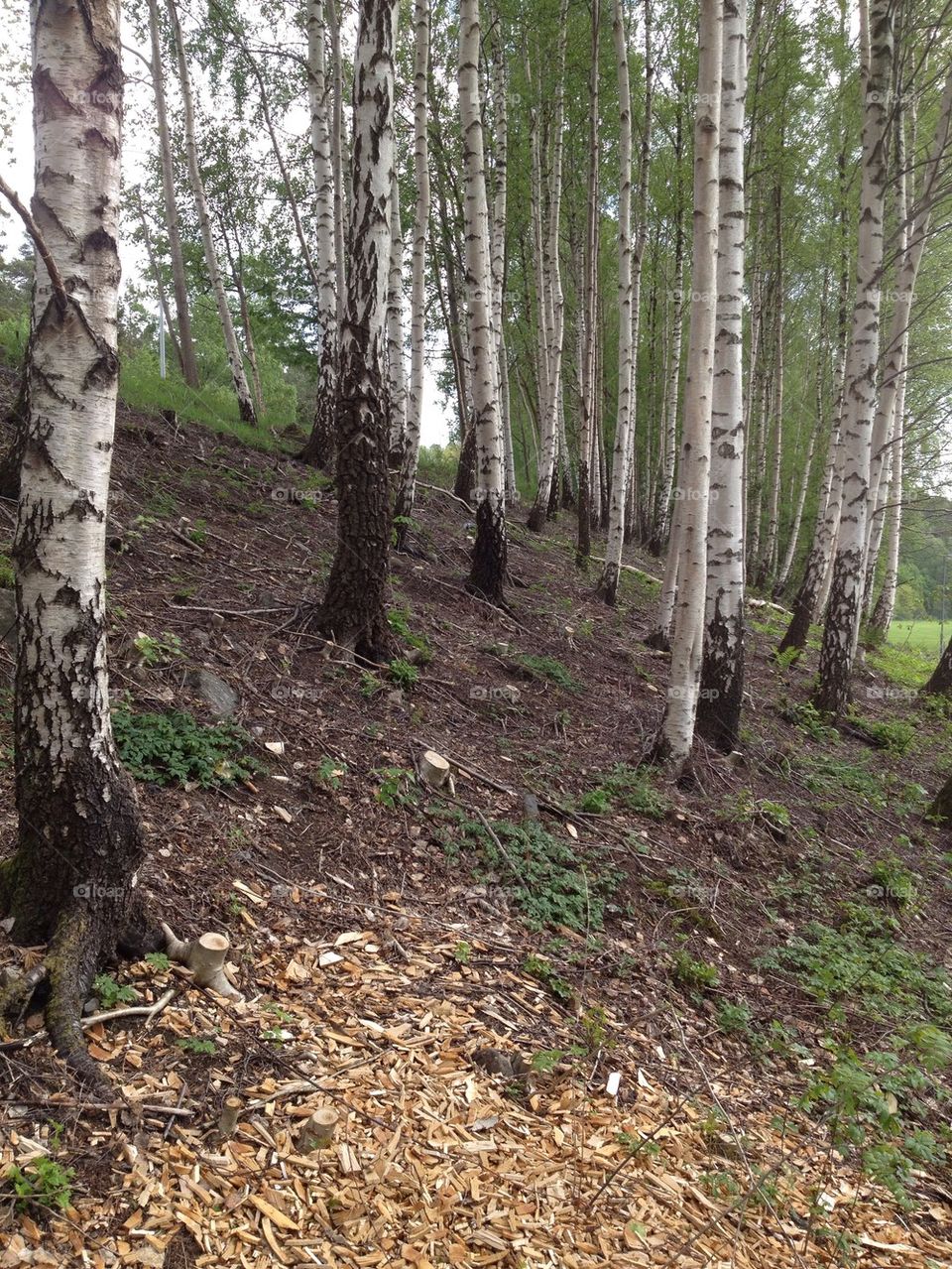 birchtrees hillside foreest by leta