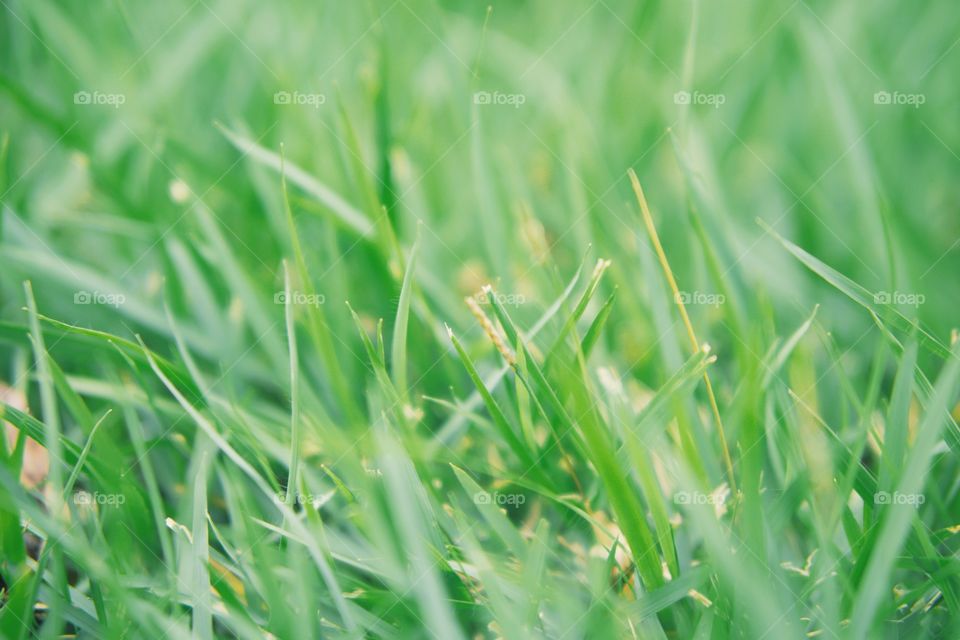 Grass