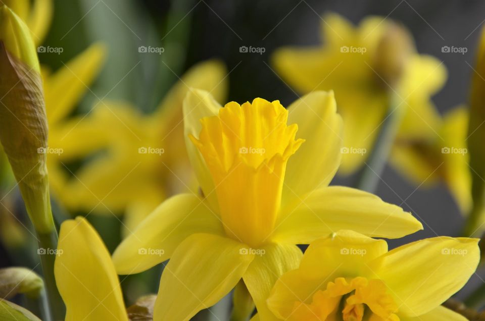 Daffodils - spring flowers.