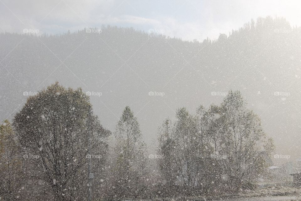 Snow falling heavily in an evergreen forest with focus on snowflakes creating a winter wonderland.
