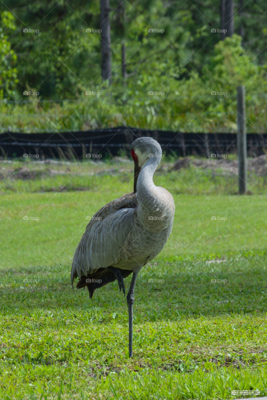 Sandhill Crane