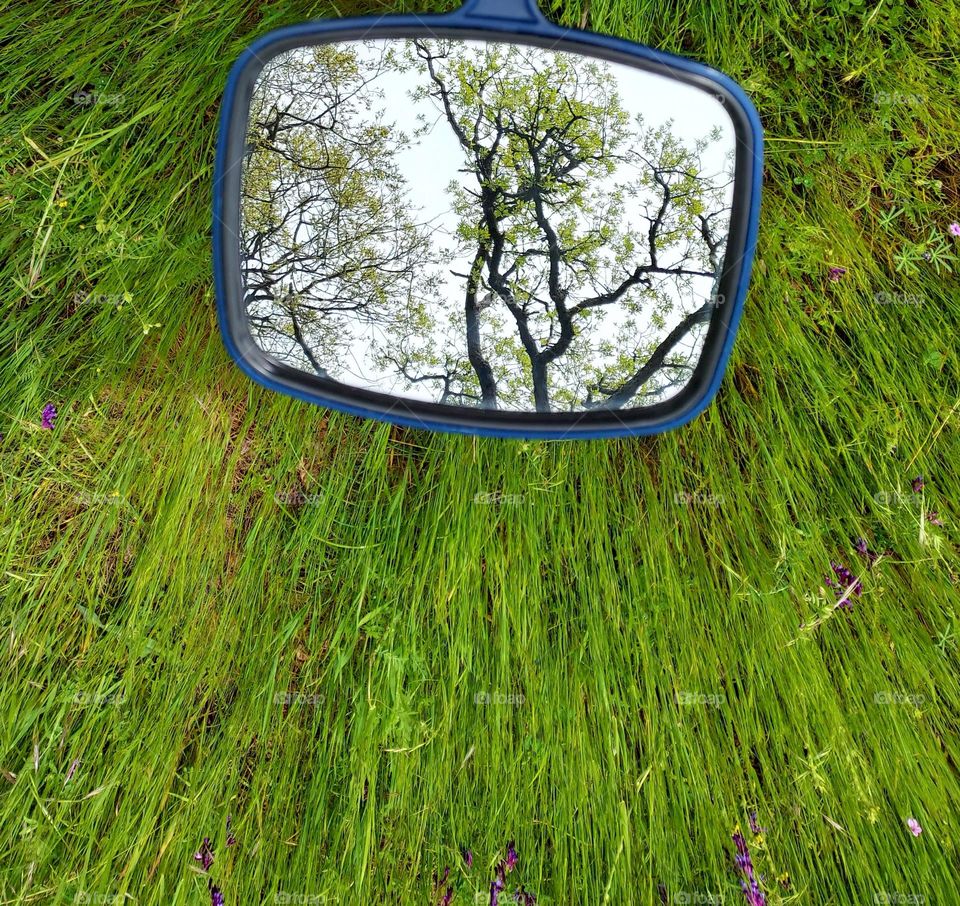 Mirror reflections of nature in an open field