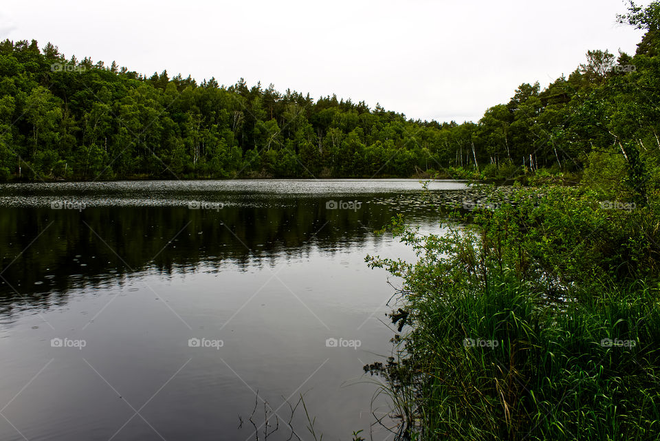 See im Wald