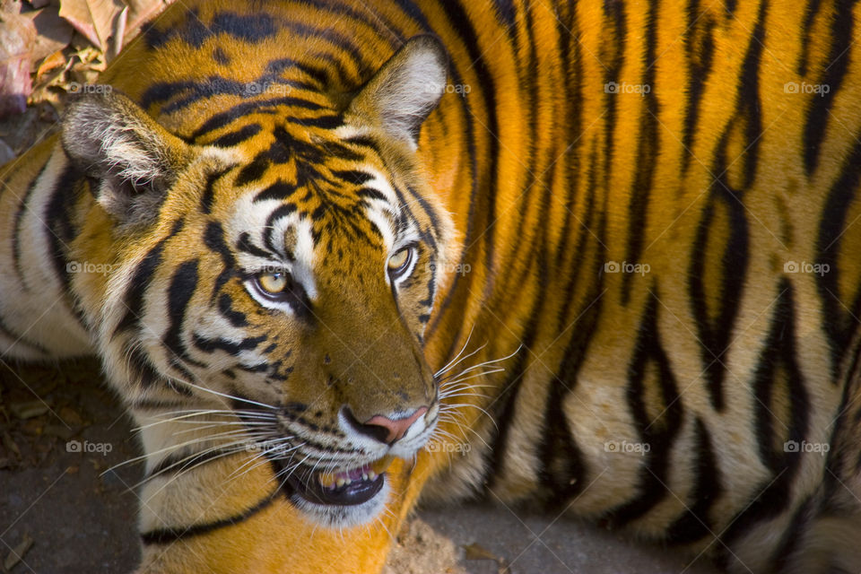 THE BENGAL TIGER IN PATTAYA THAILAND