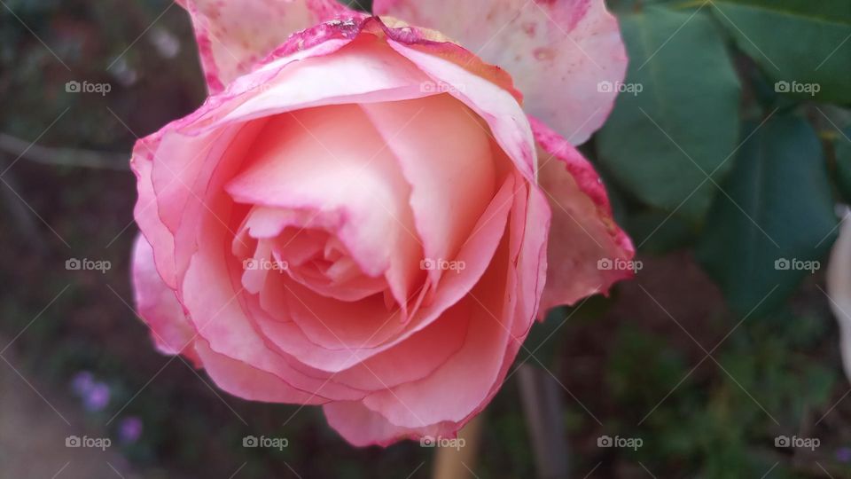 beautiful pink rose