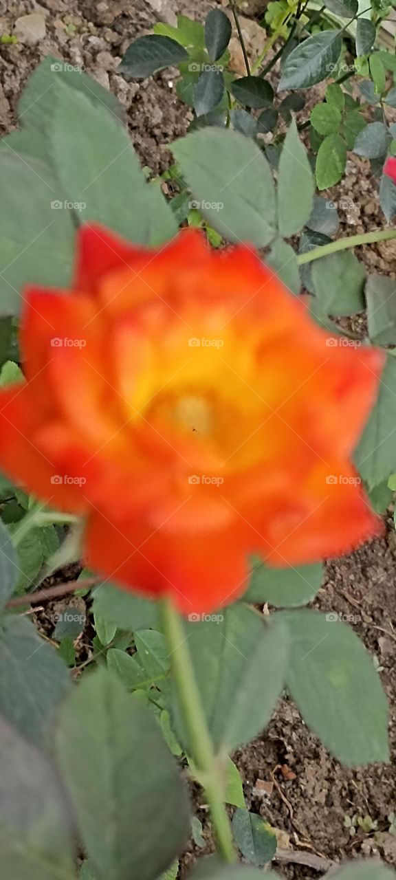 beautiful original natural rose with big petals  in blur form.