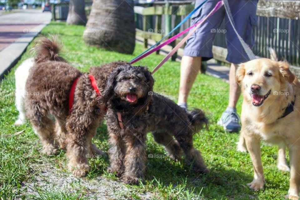 Three dogs being walked 