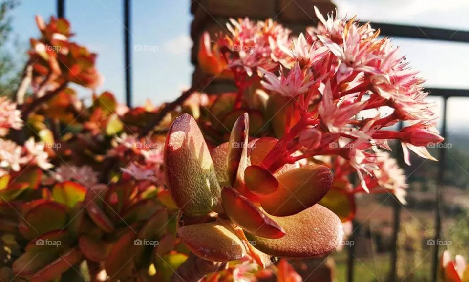 flower