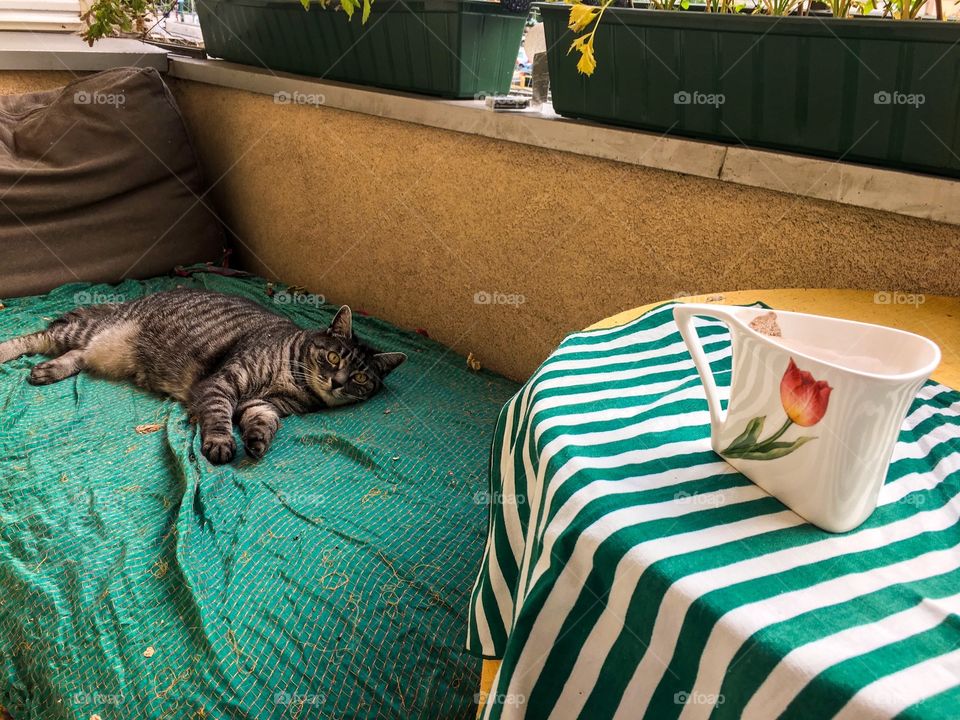 Morning coffee on the balcony with kitty 