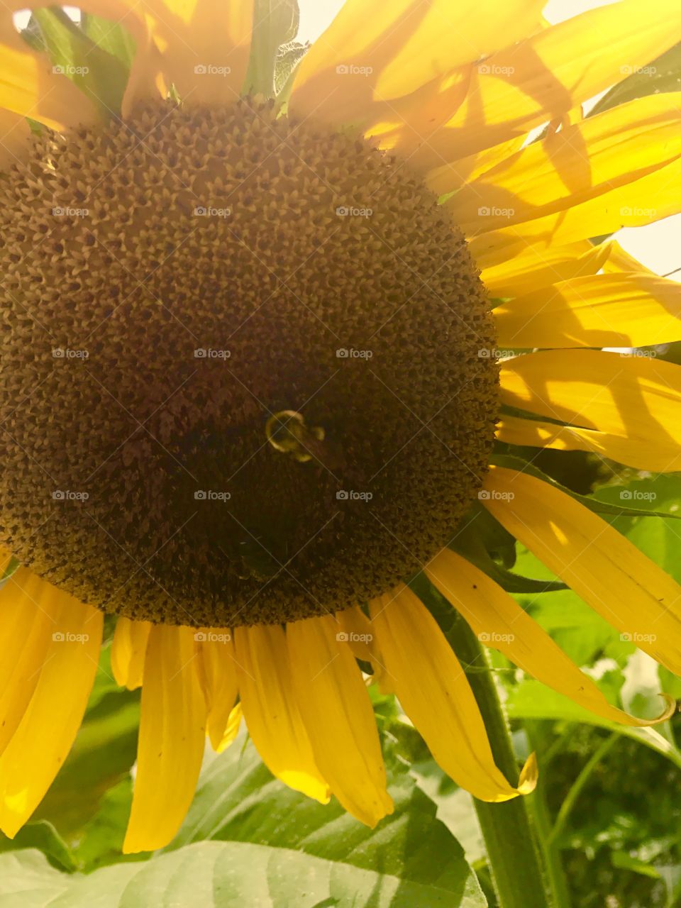 Partial Sunflower