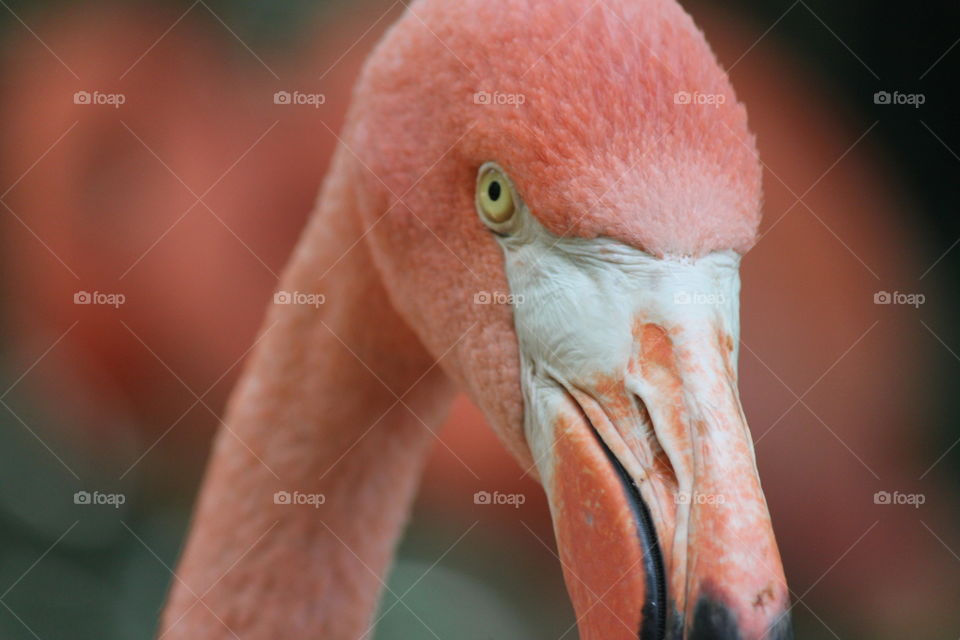 a soft pink feathered Flamingo with yellow eye