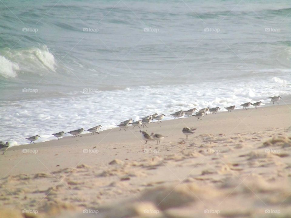 A flock of sand pipers rushing to get out of the path of the upcoming waves. 