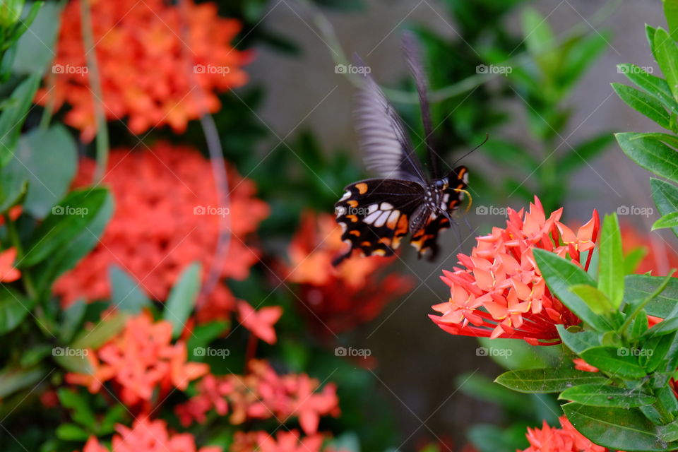 Butterfly on flower background