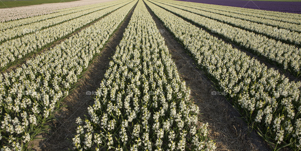 Hyacinths , flower field