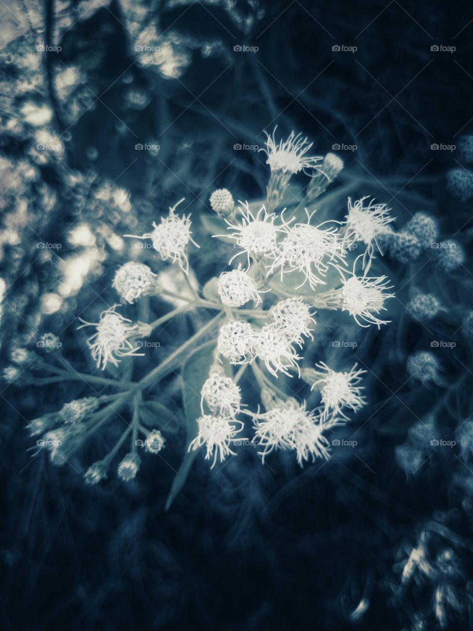 flower's love in black and white view