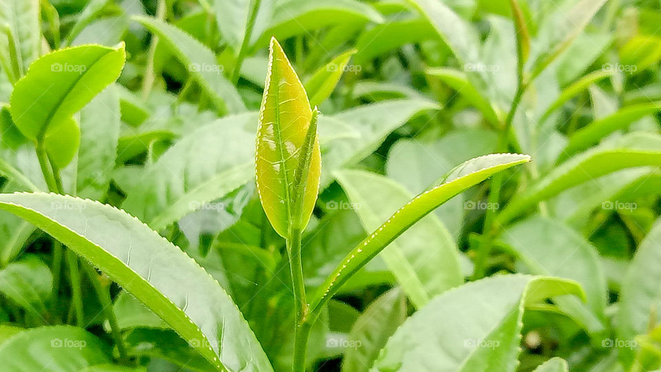 Tea Plantation