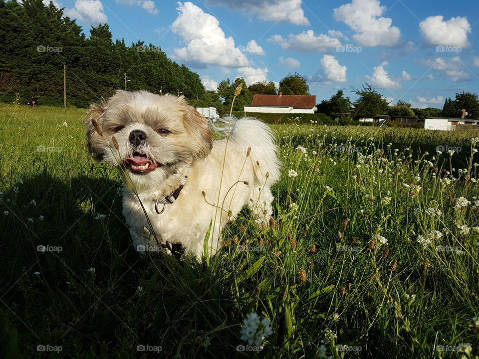 cute small dog portrait in summer