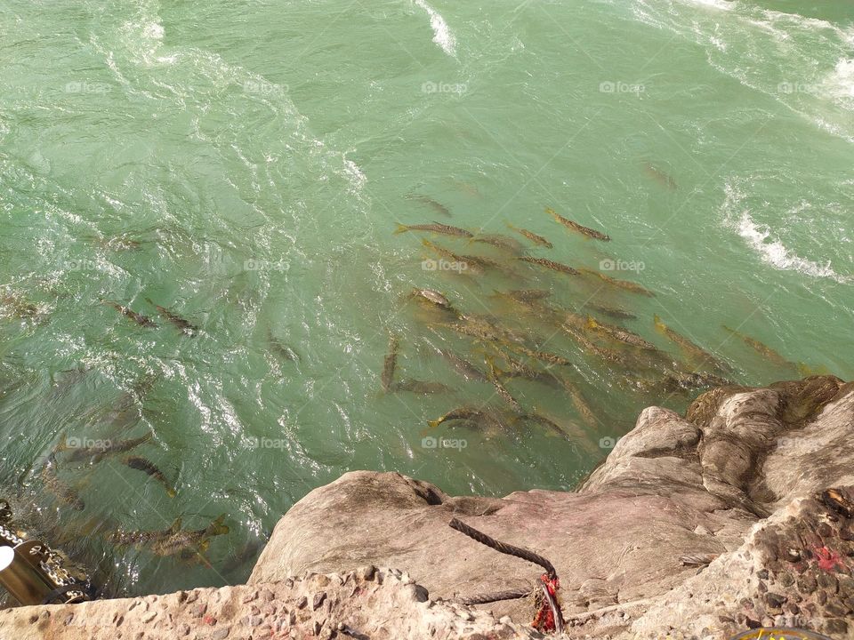 Shoal of fishes in the clear green water of the sacred Ganga
