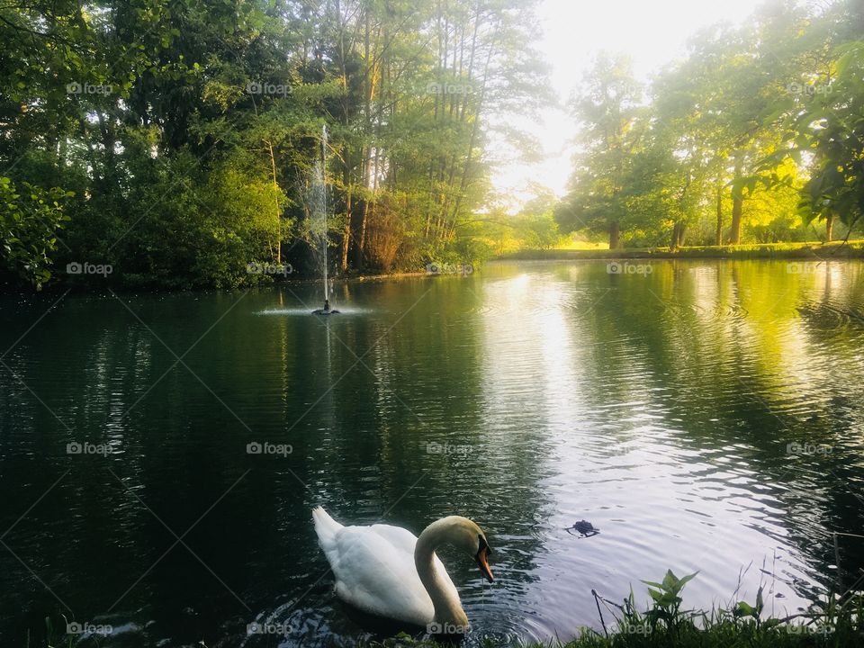 Swan on the lake at Coworth Park Hotel, nr Ascot, Berkshire. The hotel where Princes William and Harry stayed before the Royal Wedding at Windsor