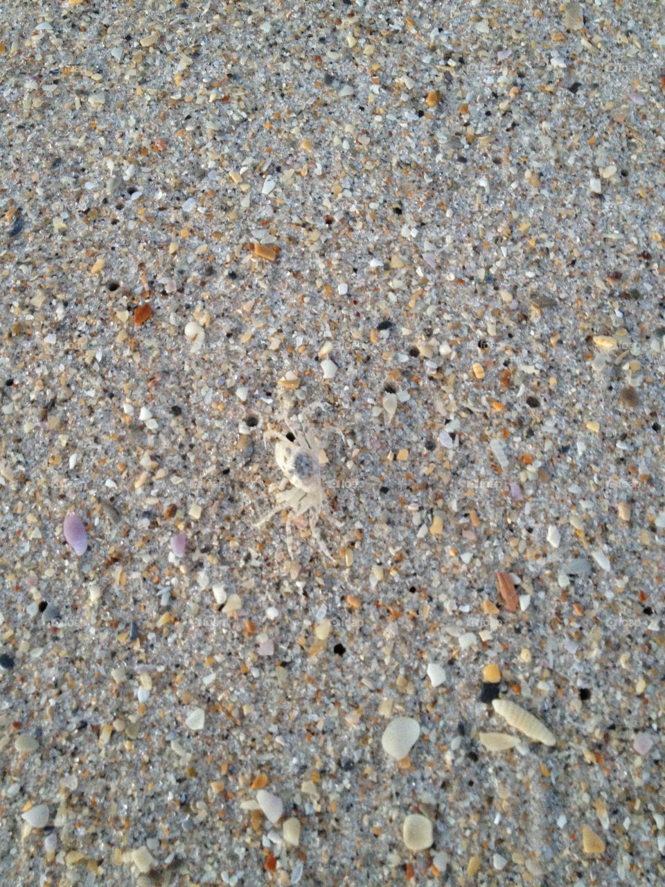 Hidden Ghost Crab on the Beach. I almost stepped on this little guy...