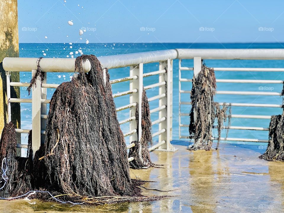 Seaweed on the Pier