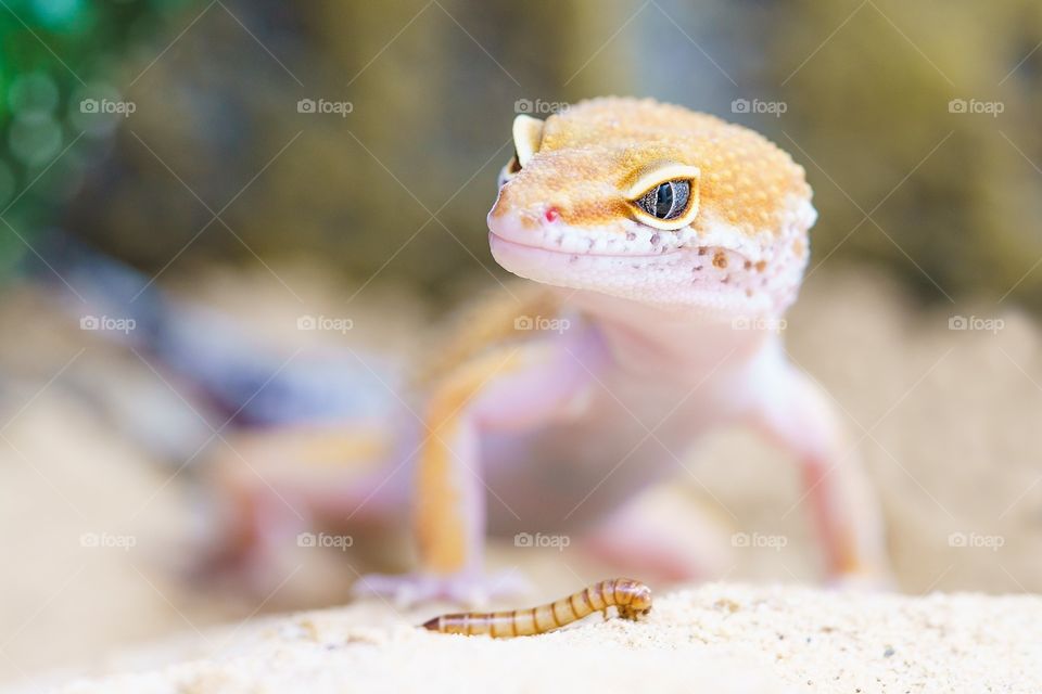 Gecko leopard lizzard