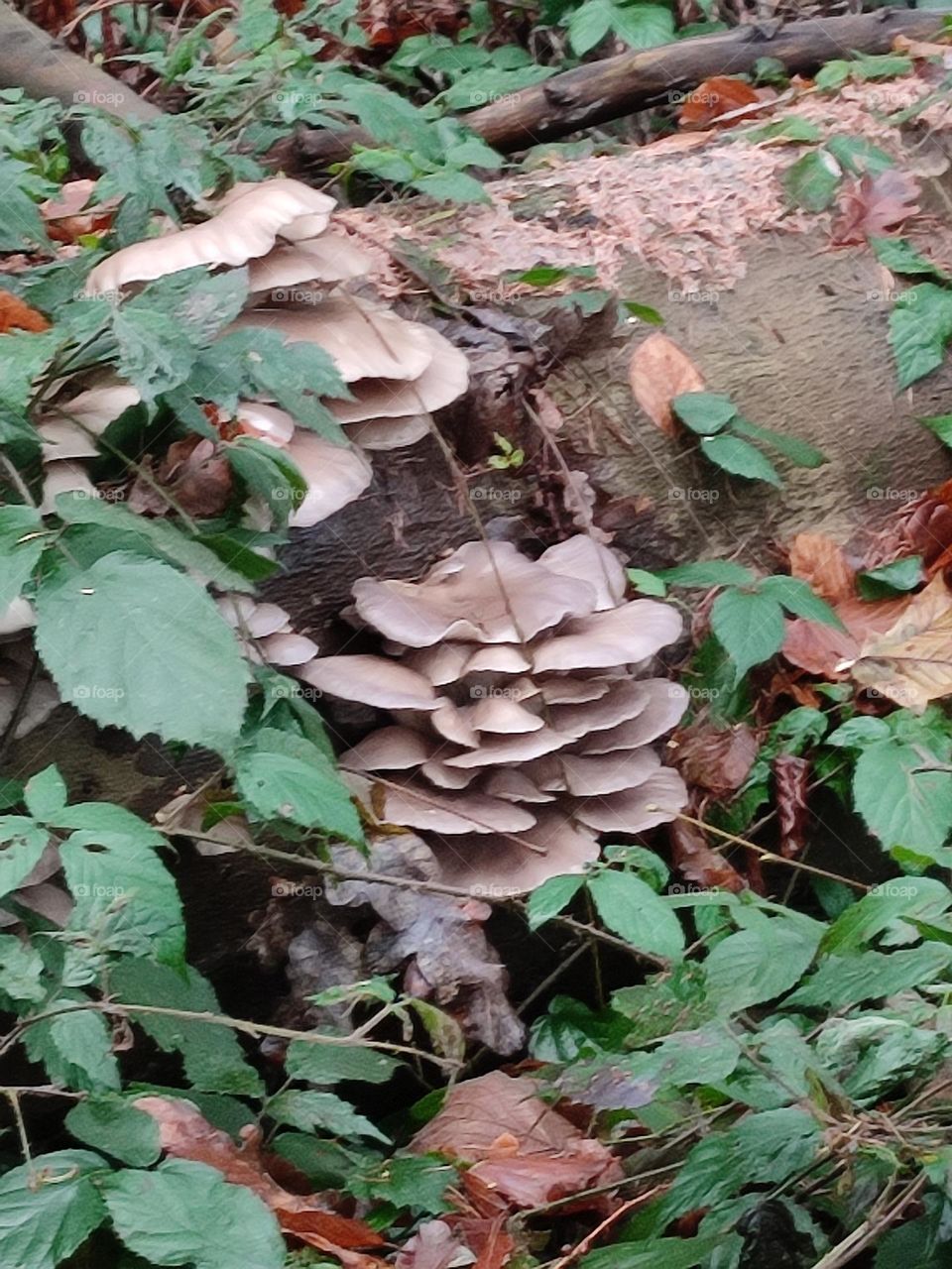 Mushroom