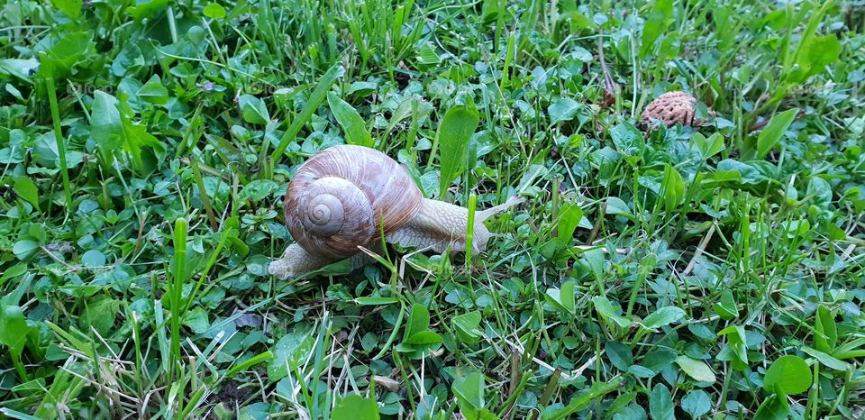 Snail